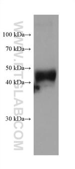 DPEP1 Antibody in Western Blot (WB)