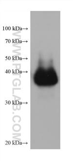 DPEP1 Antibody in Western Blot (WB)