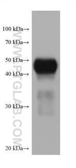 DPEP1 Antibody in Western Blot (WB)