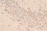 GDAP1 Antibody in Immunohistochemistry (Paraffin) (IHC (P))