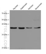 GDAP1 Antibody in Western Blot (WB)