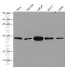 PYCRL Antibody in Western Blot (WB)
