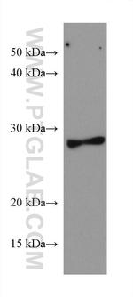 PYCRL Antibody in Western Blot (WB)