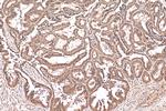 Annexin A11 Antibody in Immunohistochemistry (Paraffin) (IHC (P))