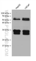 BNIP3 Antibody in Western Blot (WB)