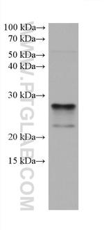 BNIP3 Antibody in Western Blot (WB)