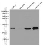 MIST1 Antibody in Western Blot (WB)