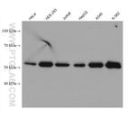 SPTLC2 Antibody in Western Blot (WB)