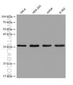 SNRPB2 Antibody in Western Blot (WB)