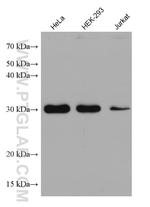 Syntenin-1 Antibody in Western Blot (WB)