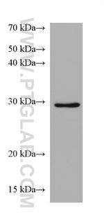 Syntenin-1 Antibody in Western Blot (WB)