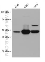 PRAME Antibody in Western Blot (WB)