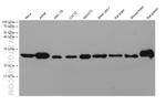 Bcl2 Antibody in Western Blot (WB)