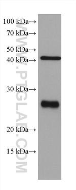 Bcl2 Antibody in Western Blot (WB)
