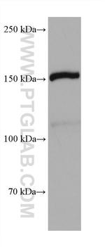 SMG6 Antibody in Western Blot (WB)