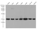 RPL12 Antibody in Western Blot (WB)