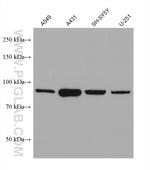 CEP89, CCDC123 Antibody in Western Blot (WB)