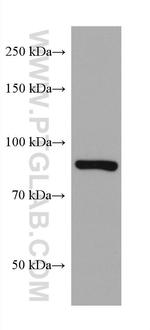 CEP89, CCDC123 Antibody in Western Blot (WB)