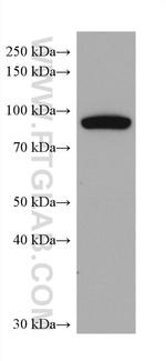 ADAM8 Antibody in Western Blot (WB)