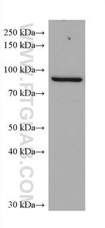 ADAM8 Antibody in Western Blot (WB)