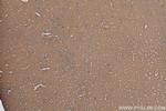 PACSIN1 Antibody in Immunohistochemistry (Paraffin) (IHC (P))