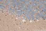 PACSIN1 Antibody in Immunohistochemistry (Paraffin) (IHC (P))