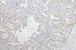 PGAM5 Antibody in Immunohistochemistry (Paraffin) (IHC (P))