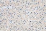 PGAM5 Antibody in Immunohistochemistry (Paraffin) (IHC (P))