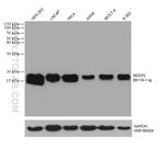REEP5 Antibody in Western Blot (WB)