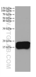 REEP5 Antibody in Western Blot (WB)