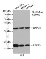 REEP5 Antibody in Western Blot (WB)
