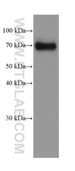 Dystrophin Antibody in Western Blot (WB)