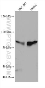 MAN1B1 Antibody in Western Blot (WB)