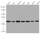 PPP1CC Antibody in Western Blot (WB)