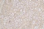 RAP1A Antibody in Immunohistochemistry (Paraffin) (IHC (P))