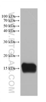 RBP5 Antibody in Western Blot (WB)