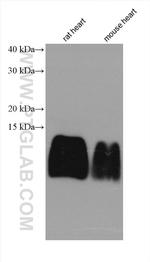 ATP5J2 Antibody in Western Blot (WB)
