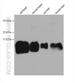 ATP5J2 Antibody in Western Blot (WB)