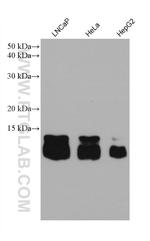 ATP5J2 Antibody in Western Blot (WB)