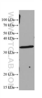 RYBP Antibody in Western Blot (WB)