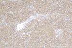 MYDGF/C19orf10 Antibody in Immunohistochemistry (Paraffin) (IHC (P))