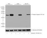 Phospho-Caspase 9 (Thr125) Antibody in Western Blot (WB)