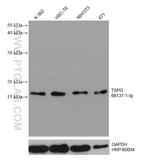 TSPO Antibody in Western Blot (WB)