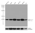 UBE2D1/2/3/4 Antibody in Western Blot (WB)