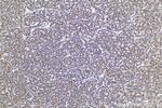 ECH1 Antibody in Immunohistochemistry (Paraffin) (IHC (P))