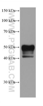 TACSTD2/TROP2 Antibody in Western Blot (WB)