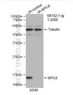 MYL6 Antibody in Western Blot (WB)