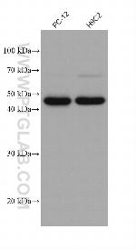 NDUFV1 Antibody in Western Blot (WB)