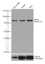 HBS1L Antibody in Western Blot (WB)