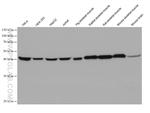 ENO3 Antibody in Western Blot (WB)